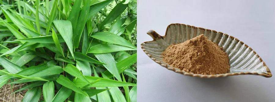 Wholesale Bamboo leaf flavone