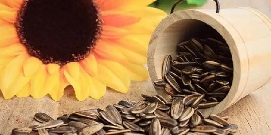 Sunflower Protein