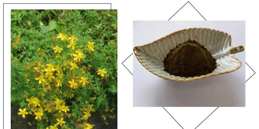 Hypericum Perforatum Extract Hypericum Perforatum Extract