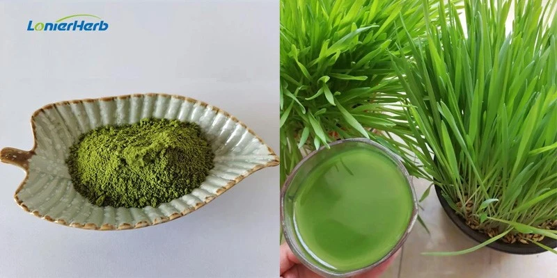 Barley Juice Powder Barley Juice Powder
